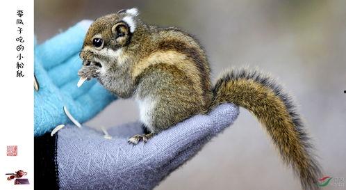 吃瓜小松鼠,揭秘娱乐圈的幕后故事